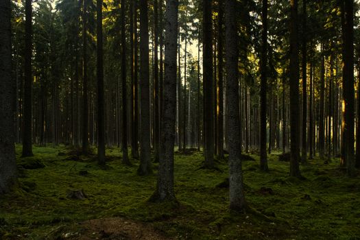 Tranquil forest scene in Česko, showcasing tall trees and lush greenery at sunset.