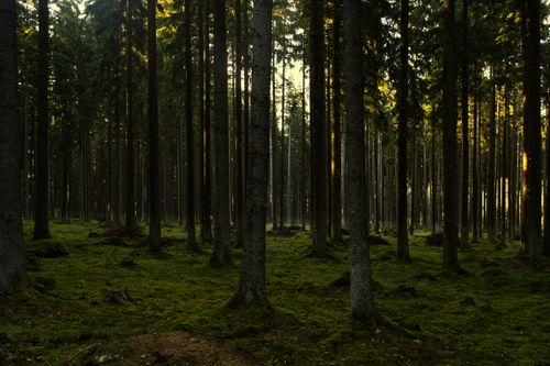 Free Tranquil forest scene in Česko, showcasing tall trees and lush greenery at sunset. Stock Photo