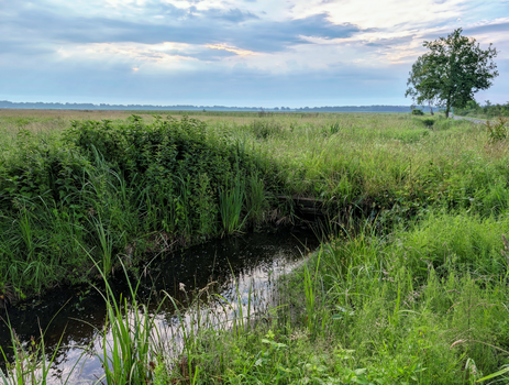 Tranquil countryside scene featuring lush greenery and a small pond under a cloudy sky.
