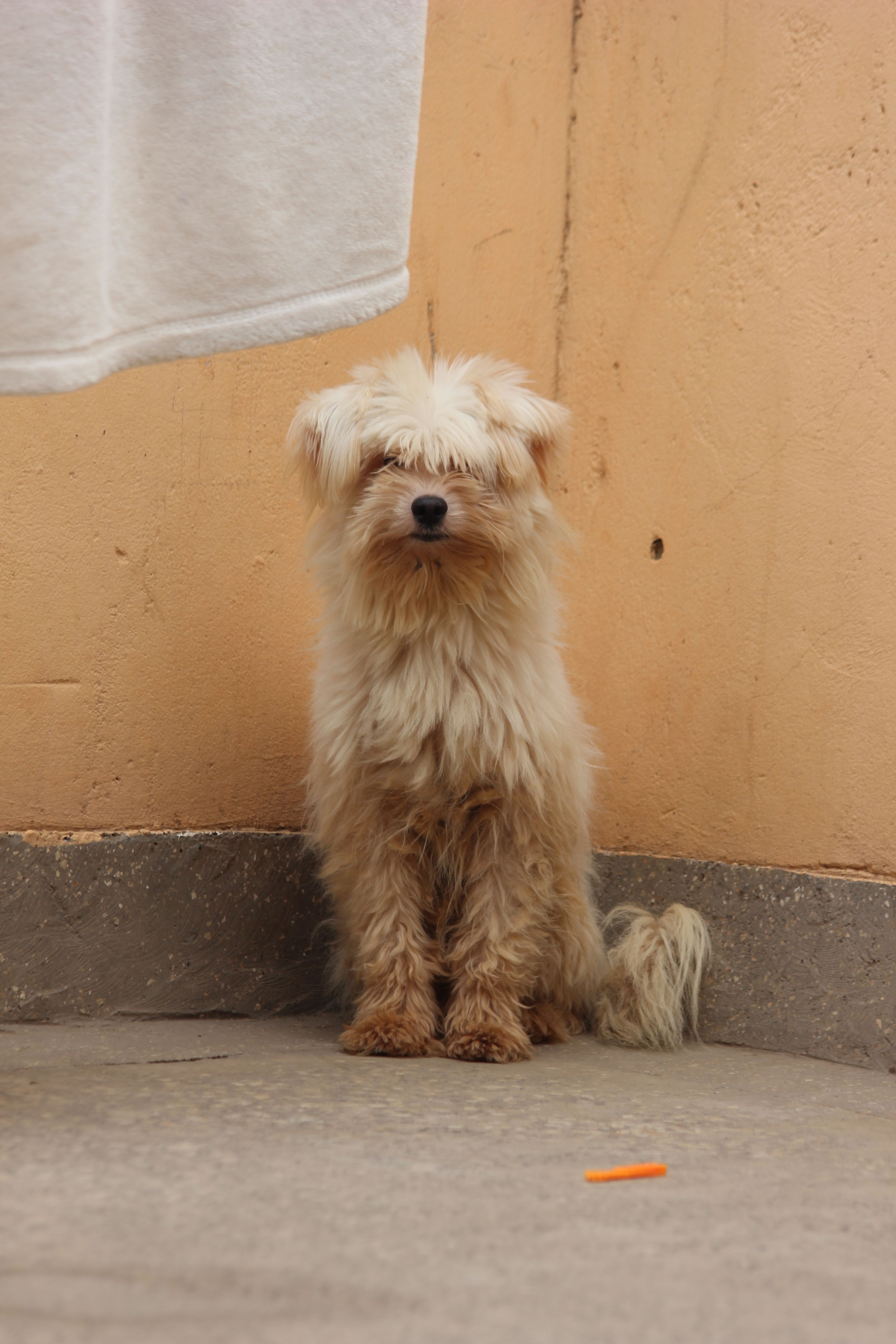 Fluffy dog sitting against a peach wall, looking curious indoors.