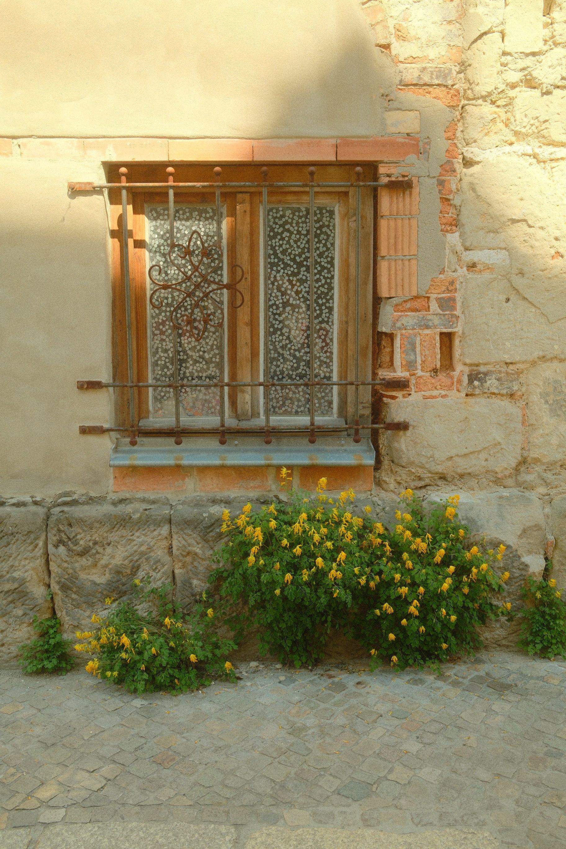 Rustic window with iron bars surrounded by yellow flowers on a historic wall in Quedlinburg.