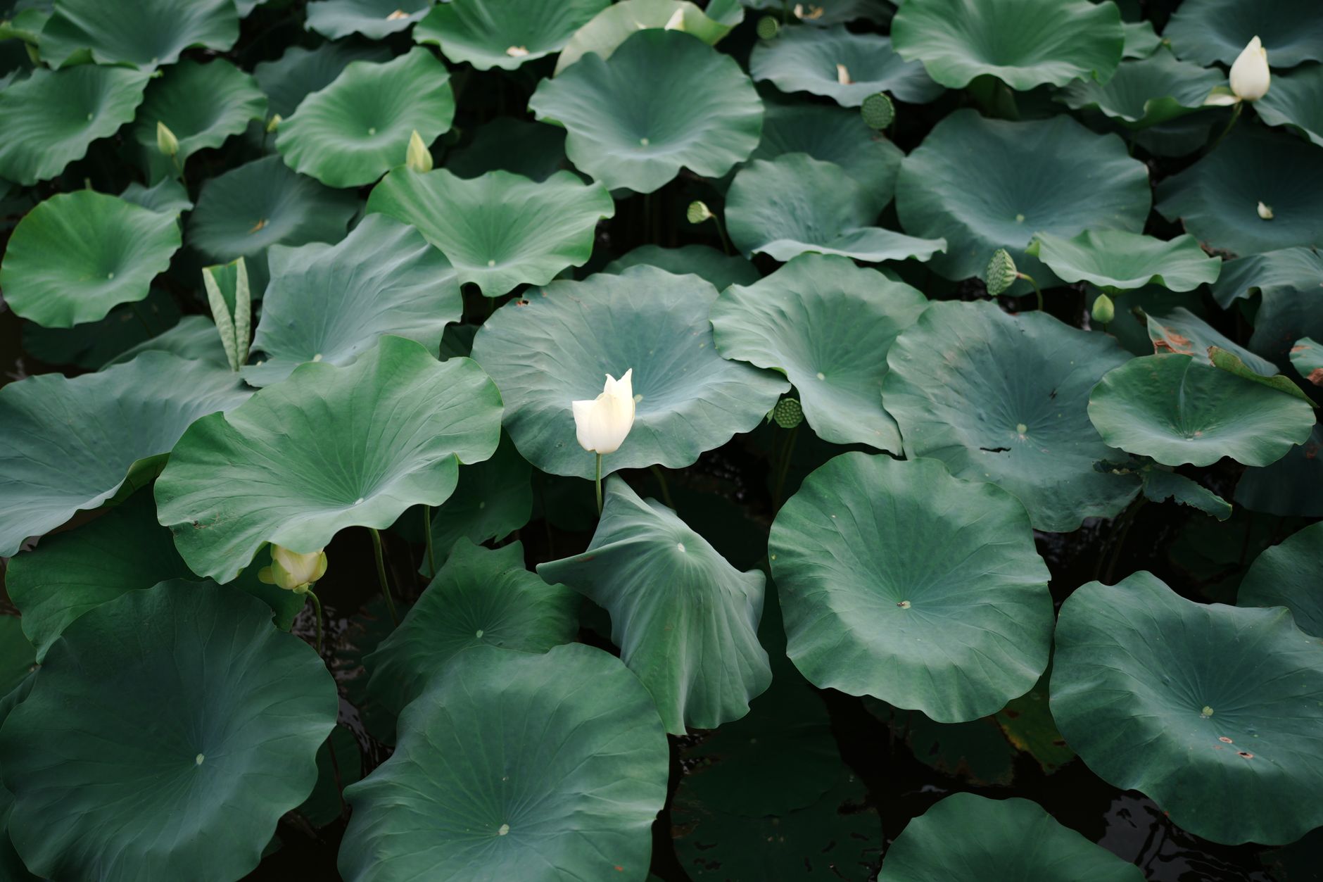 Tranquil scene of a lotus pond featuring vibrant green leaves and blooming white lilies.