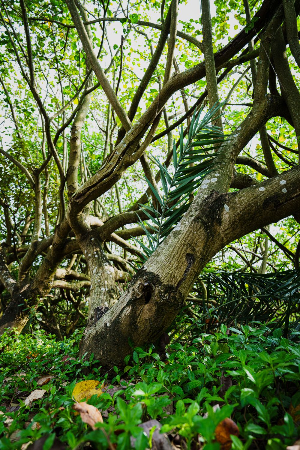Twisting vines under a dense green canopy