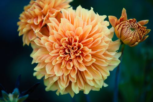 Free Stunning close-up of a vibrant orange dahlia flower in full bloom against a blurred natural background. Stock Photo