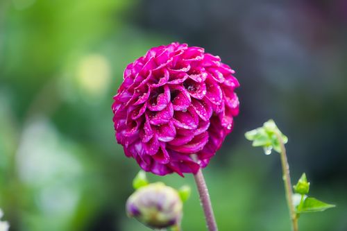 Free Close-up of a vibrant pink dahlia flower covered in dew drops, set against a blurred green background. Stock Photo
