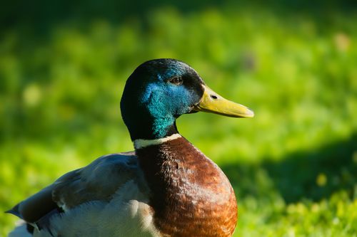 Free A detailed portrait of a male mallard duck with vibrant plumage, highlighting its natural beauty. Stock Photo