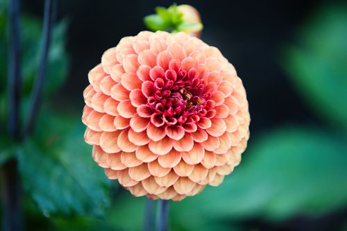Free Detailed close-up of a vibrant dahlia flower in full bloom, showcasing intricate petal patterns. Stock Photo