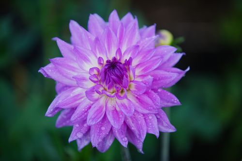 Free Dew-covered purple dahlia in bloom, showcasing its intricate petal details. Stock Photo