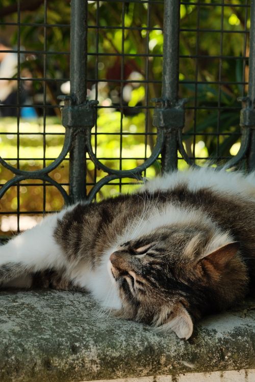 Free A fluffy tabby cat peacefully resting on a stone ledge in a sunlit garden environment. Stock Photo