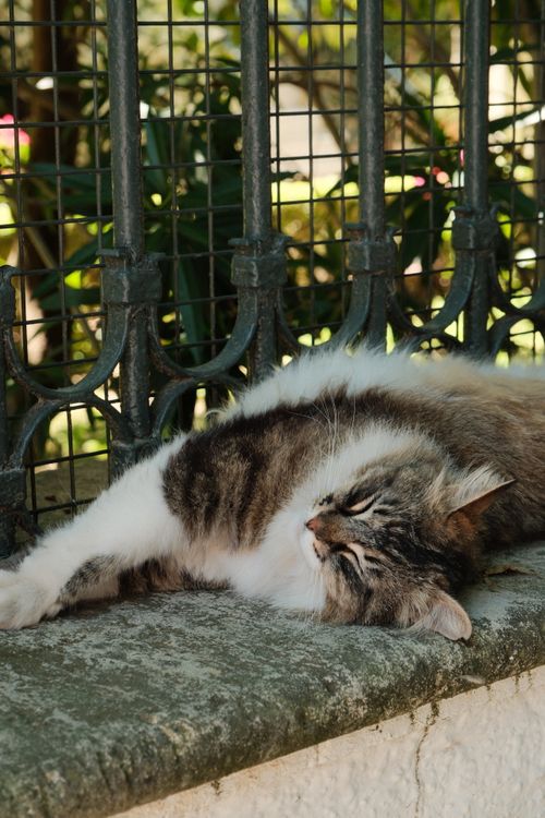 Free A serene tabby cat lounging outdoors on a sunny day, showcasing relaxation and tranquility. Stock Photo
