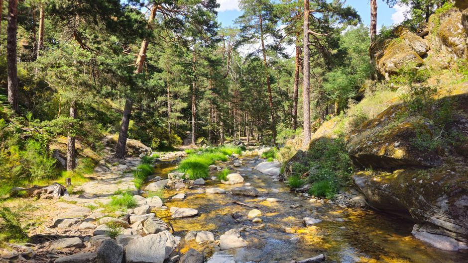 Fotomural Apacible arroyo forestal en Real Sitio de San Ildefonso, rodeado de exuberante vegetación y rocas.
