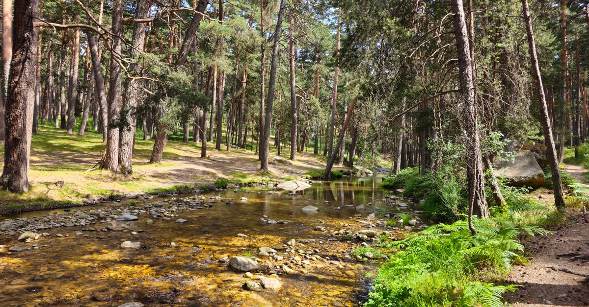 Peaceful forest scene with a stream flowing through pine trees at Real Sitio de San Ildefonso, Spain.