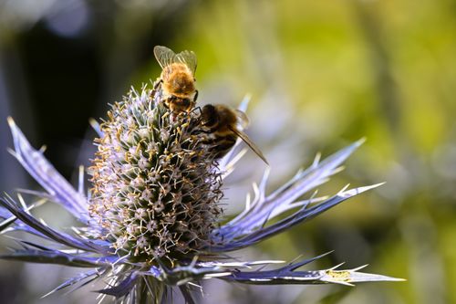 Free Macro view of two bees collecting nectar from a vibrant thistle flower. Stock Photo