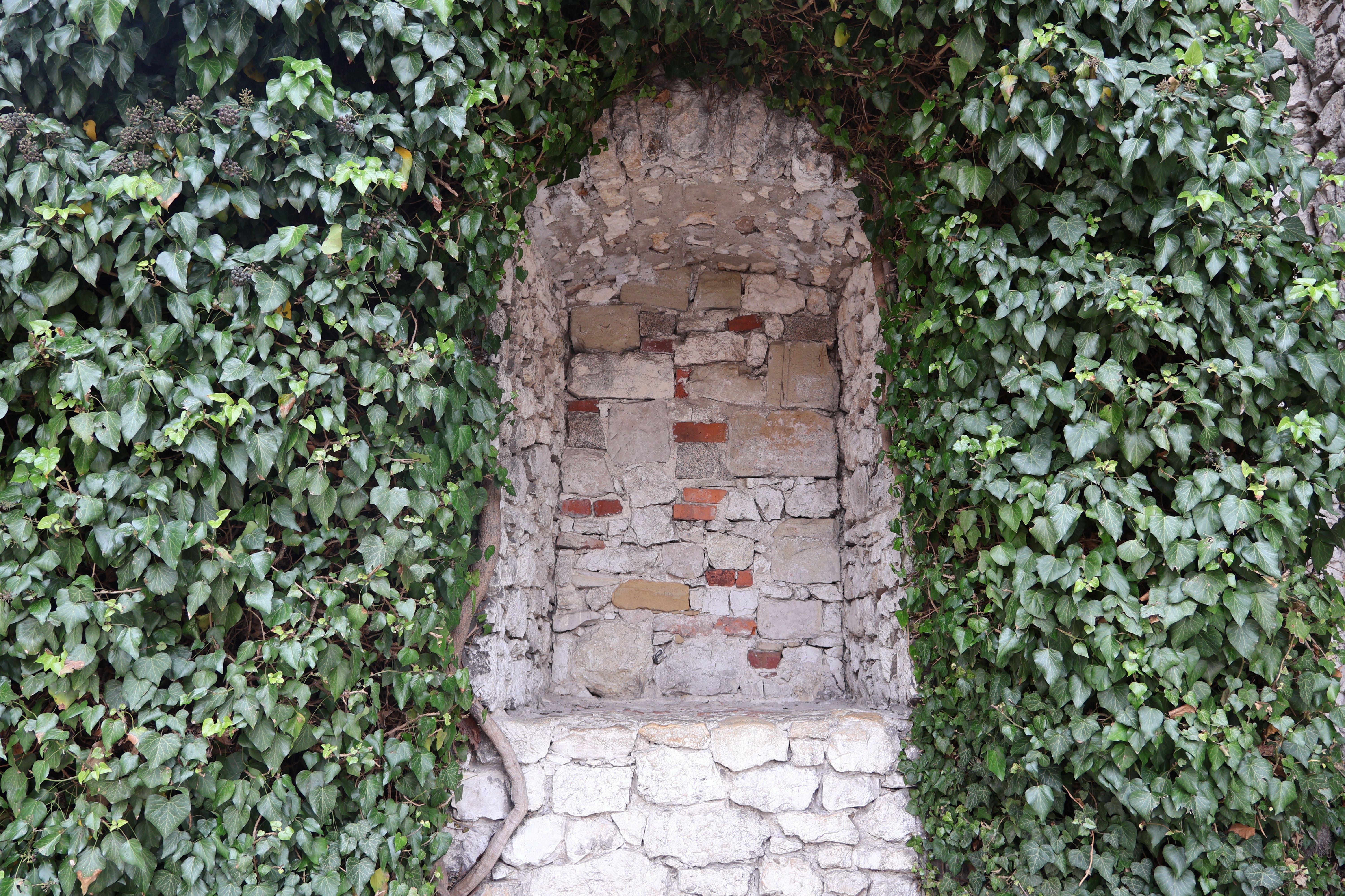 Arche de jardin : on vous dit tout - Quelles plantes grimpantes choisir pour une arche ?