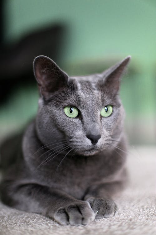 Russian Blue Cat in Close Up Photography