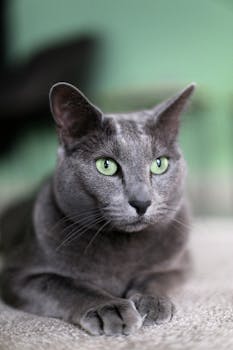 一只迷人的灰色家猫，正全神贯注地凝视着室内，它长着一双引人注目的绿眼睛