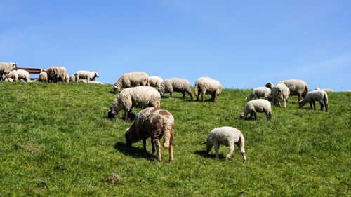 Free A peaceful flock of sheep grazing on a lush green hillside in Marschacht, Germany. Stock Photo