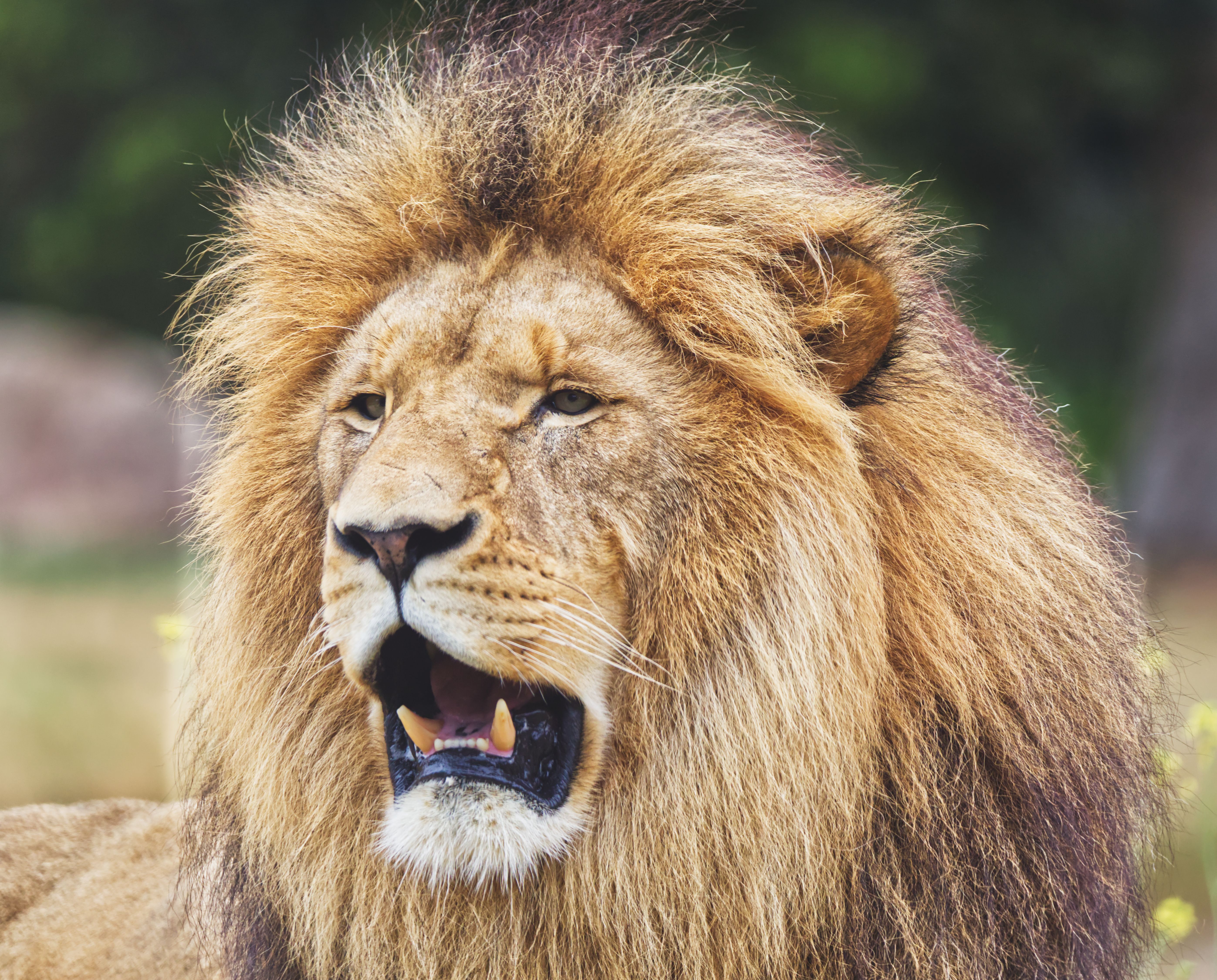 Close-up of a majestic African lion (Panthera leo) roaring in its natural habitat, showcasing its impressive mane. - Evidence evidence guide for lions mane cognition randomized trial