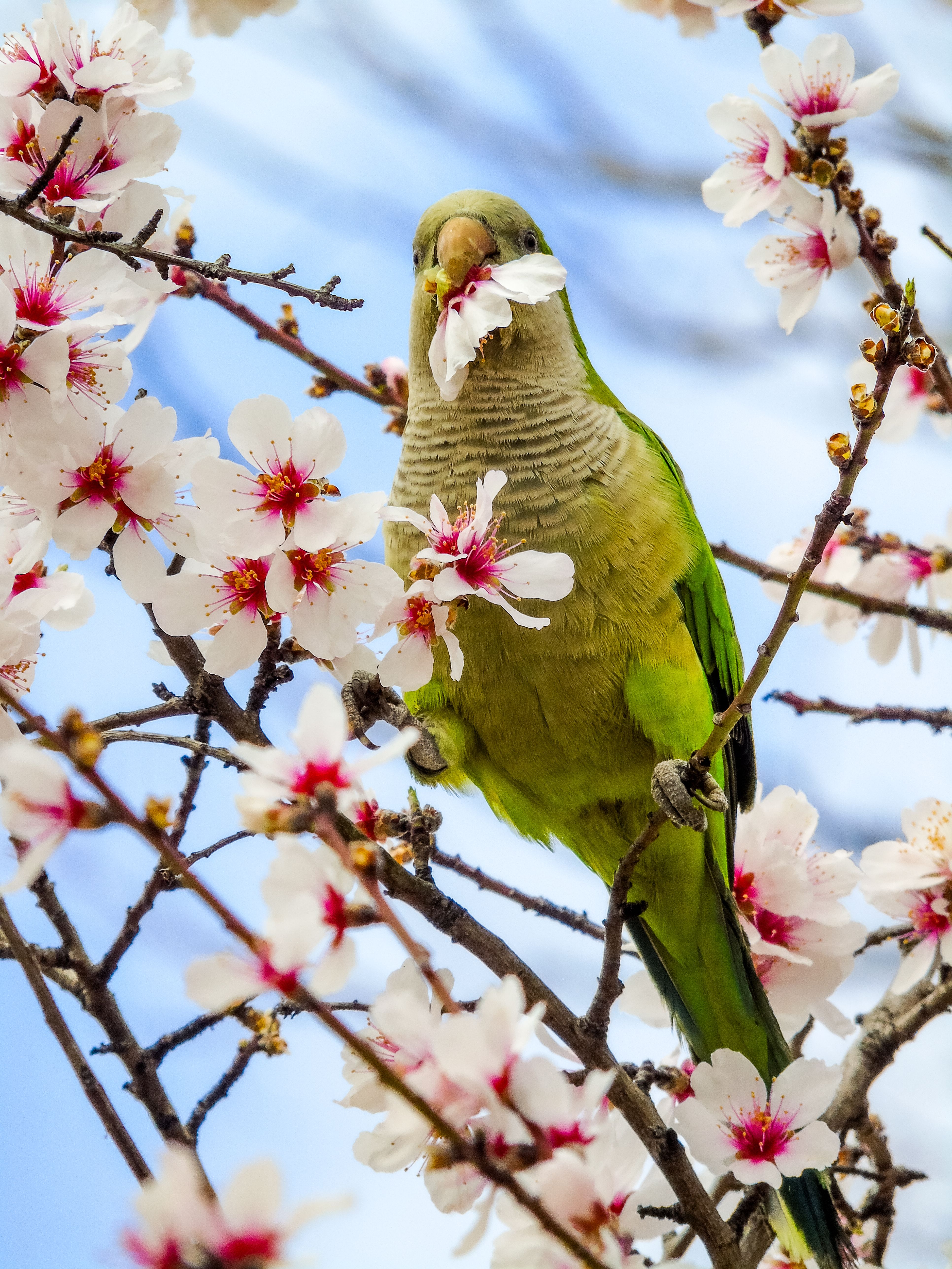 Green parakeet perched amidst vibrant cherry blossoms on a spring day, capturing nature's vibrant colors.