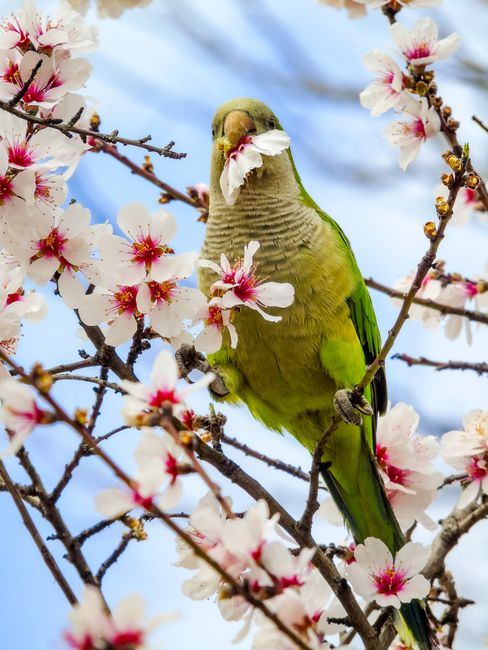 Green parakeet perched amidst vibrant cherry blossoms on a spring day, capturing nature's vibrant colors.