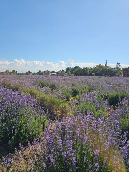 Free Vast lavender field in bloom under a clear blue sky, capturing the essence of summer in Ganderbal. Stock Photo