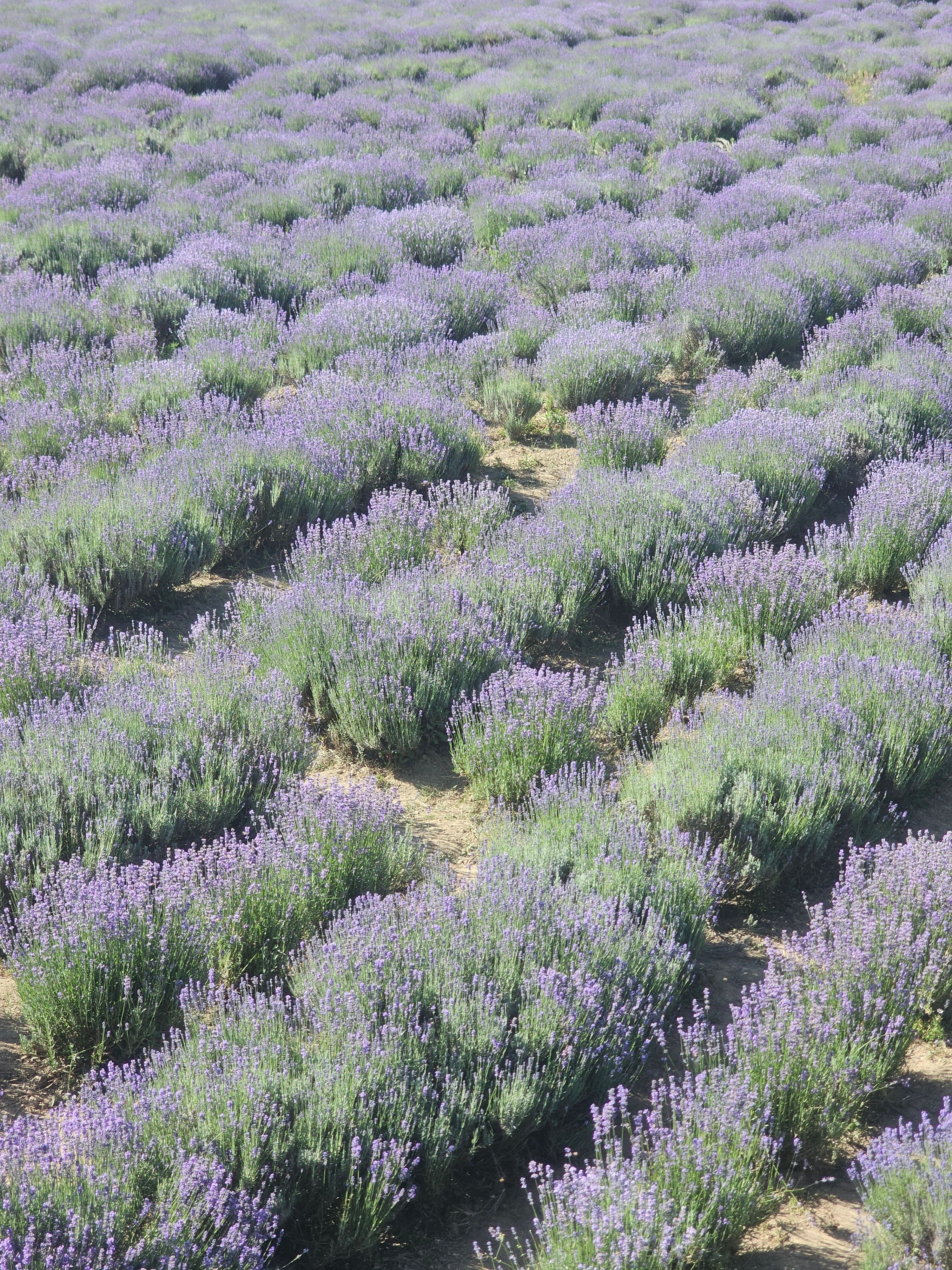 A stunning lavender field in Ganderbal during summer, showcasing vibrant purple blooms.. pexels, stunning, lavender