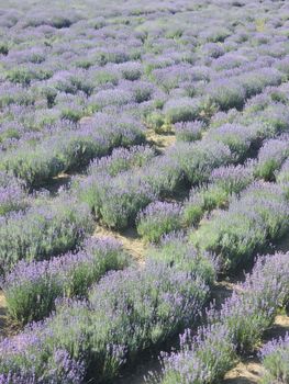 A stunning lavender field in Ganderbal during summer, showcasing vibrant purple blooms.. pexels, stunning, lavender