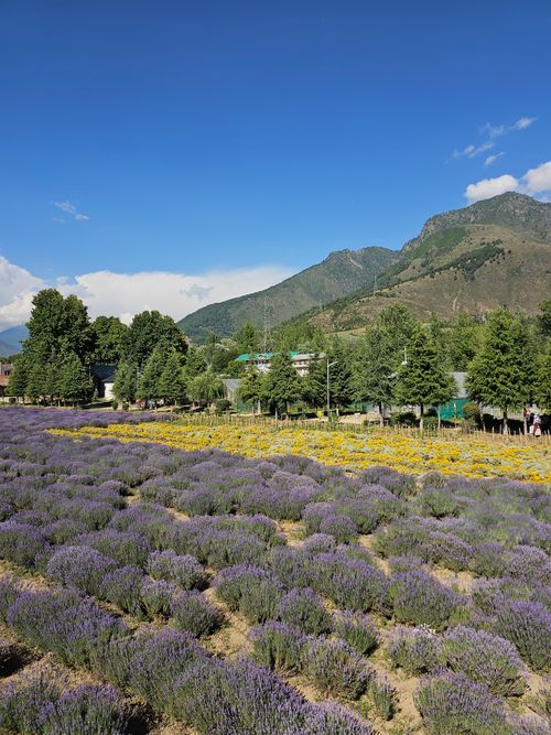 Free Scenic view of vibrant lavender fields with mountains in Ganderbal, perfect for nature lovers. Stock Photo