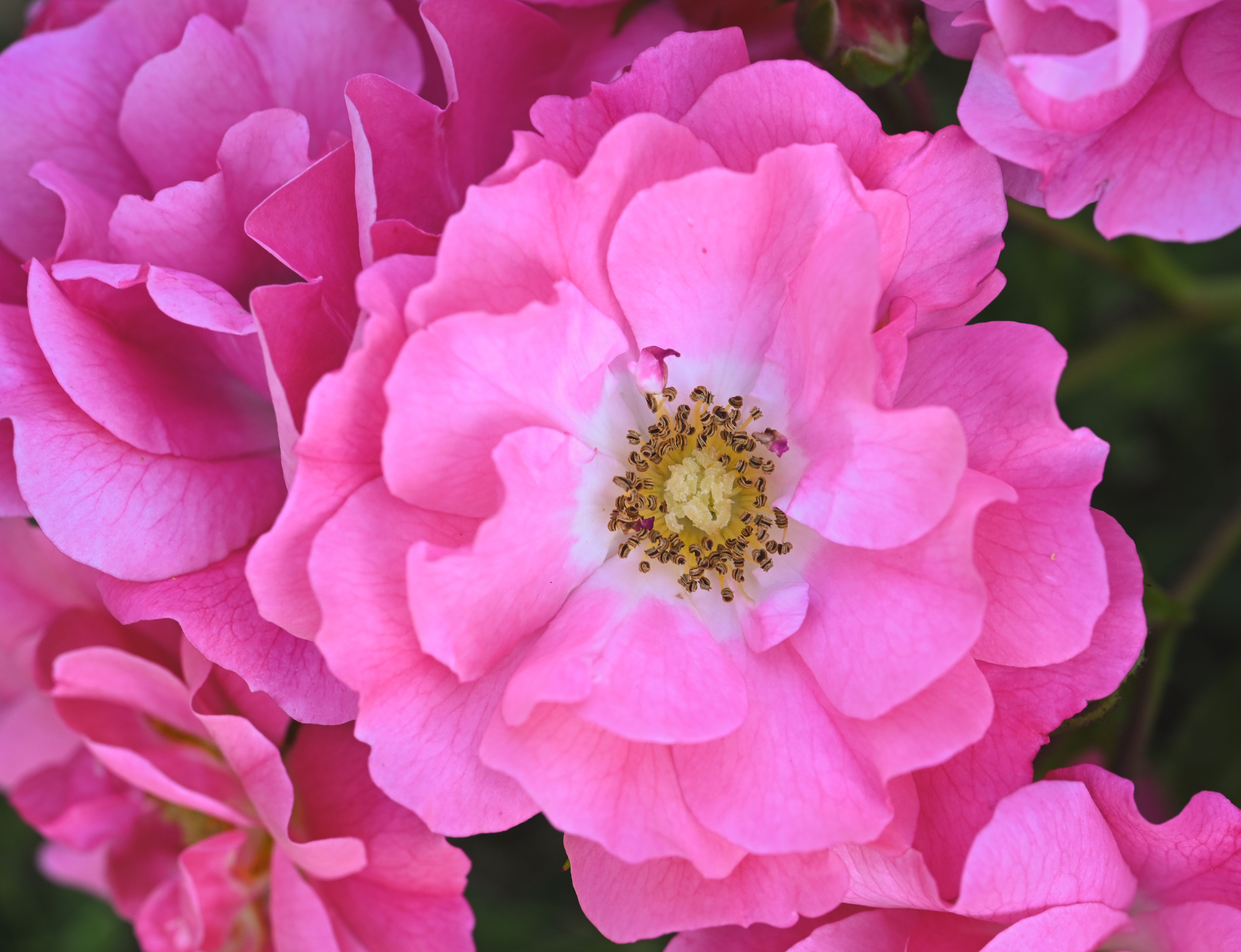 [ColoSach]-close-up-of-vibrant-pink-rose-flowers-showcasing-their-delicate-petals-in-full-bloom.
