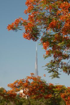 Bright orange blossoms frame the iconic Burj Khalifa under a clear blue sky in Dubai.