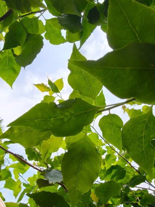 Free Vibrant green leaves with sunlight filtering through, captured from below. Perfect for nature themes. Stock Photo