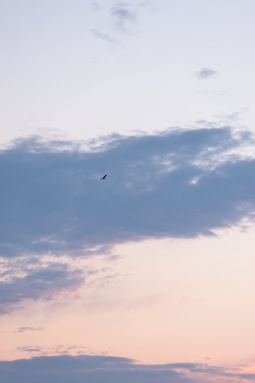 Free Tranquil sunset sky with a single bird gliding among the clouds. Stock Photo
