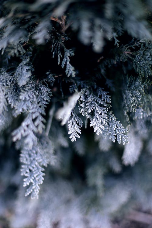 Free Green Pine Tree Covered With Snow Stock Photo