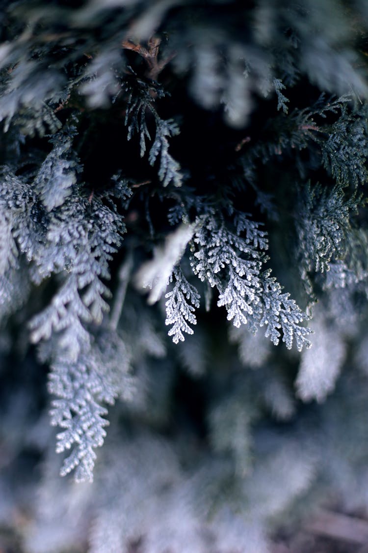 Green Pine Tree Covered With Snow