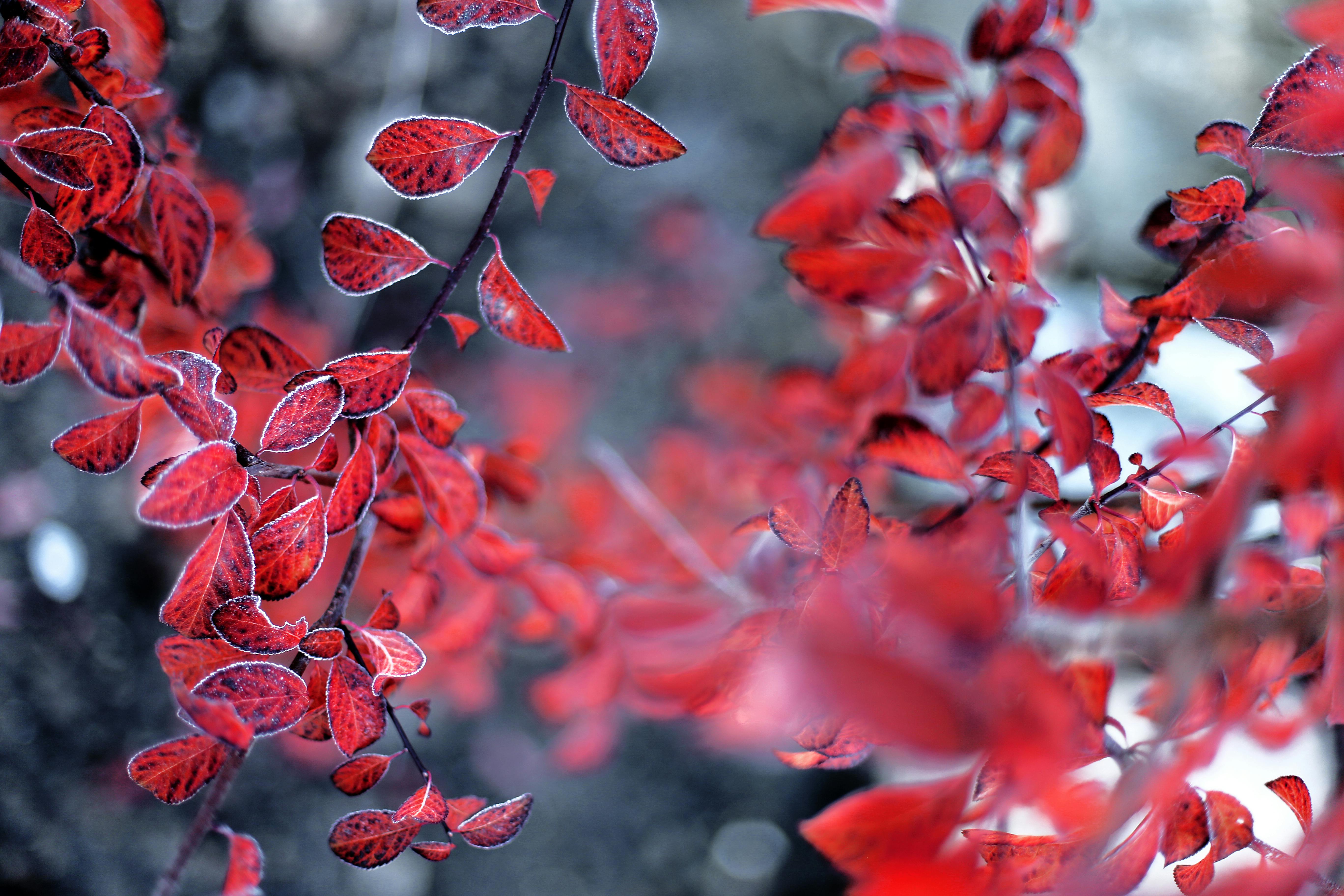 冬季花园背景下，霜冻红叶的特写非常适合自然主题