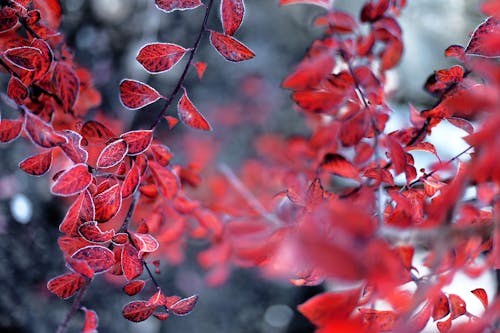 Foglie Rosse In Tilt Shift Lens