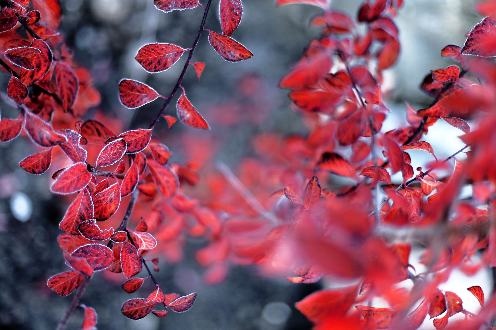 Close-up of frosty red leaves in a winter garden setting. Perfect for nature themes.