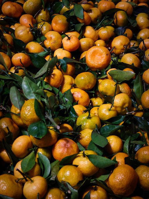Free Close-up of fresh tangerines with green leaves, showcasing vibrant colors and textures. Stock Photo