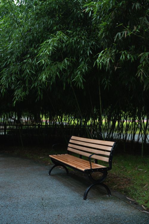 Free Peaceful park bench under lush bamboo in a tranquil outdoor setting, perfect for relaxation. Stock Photo
