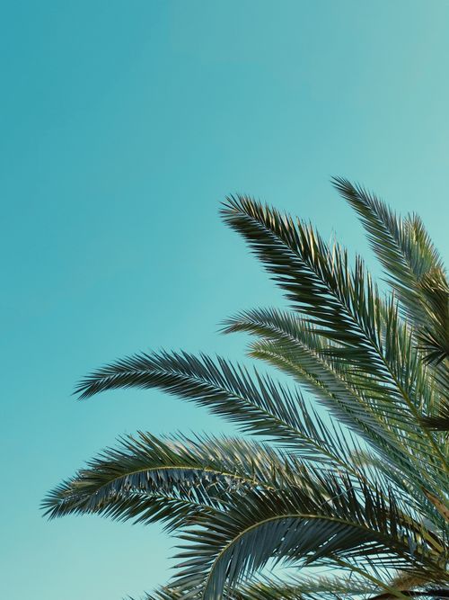 Free Palm tree leaves silhouetted against a bright blue sky, showcasing tranquility and summer vibes. Stock Photo