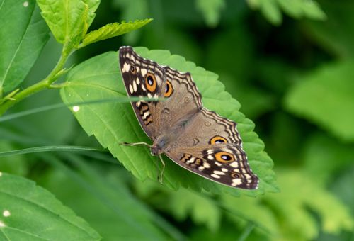 Free Detailed shot of a Buckeye Butterfly perched on lush green leaves in a garden setting. Stock Photo