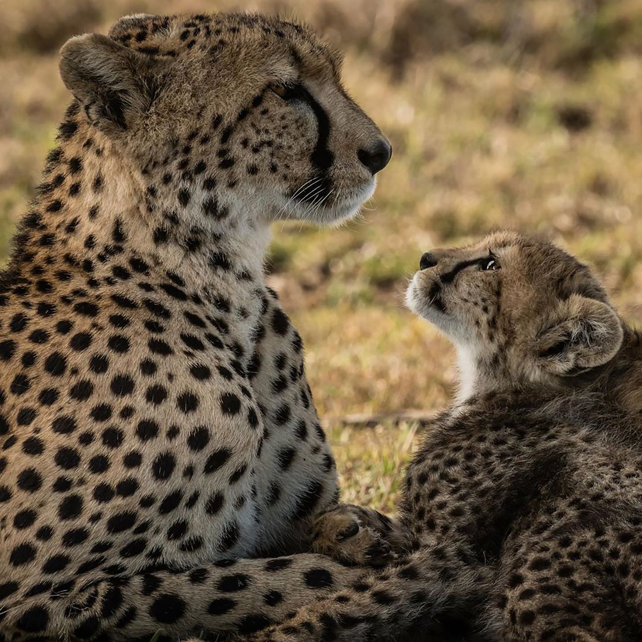 Business Meeting