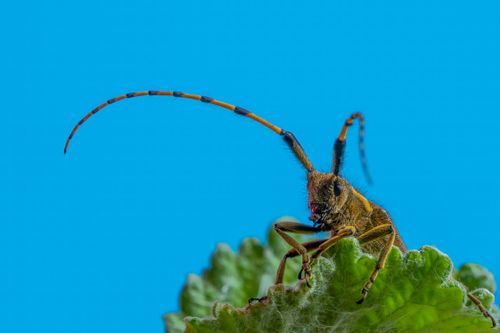 Free Macro shot of a beetle with long antennae on a green leaf against a blue sky. Stock Photo