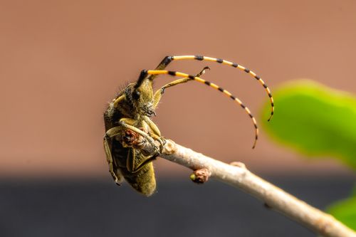 Free Close-up of a longhorn beetle with distinctive antennae perched on a twig in nature. Stock Photo