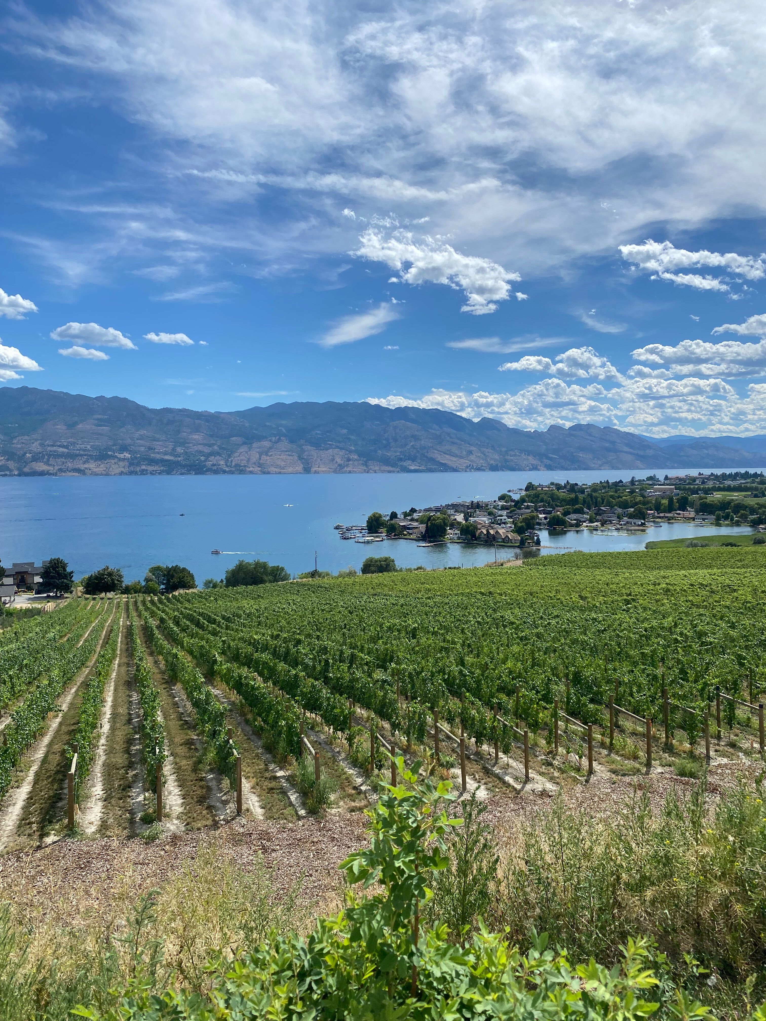 A picturesque vineyard view in Kelowna, BC, with Okanagan Lake and mountains in the background.
