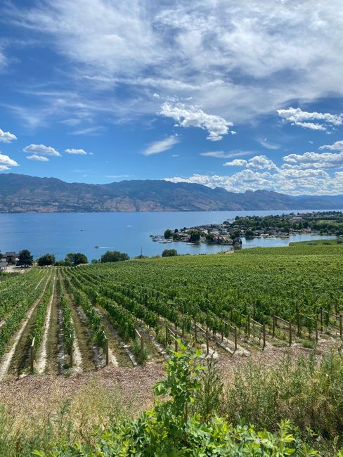A picturesque vineyard view in Kelowna, BC, with Okanagan Lake and mountains in the background.
