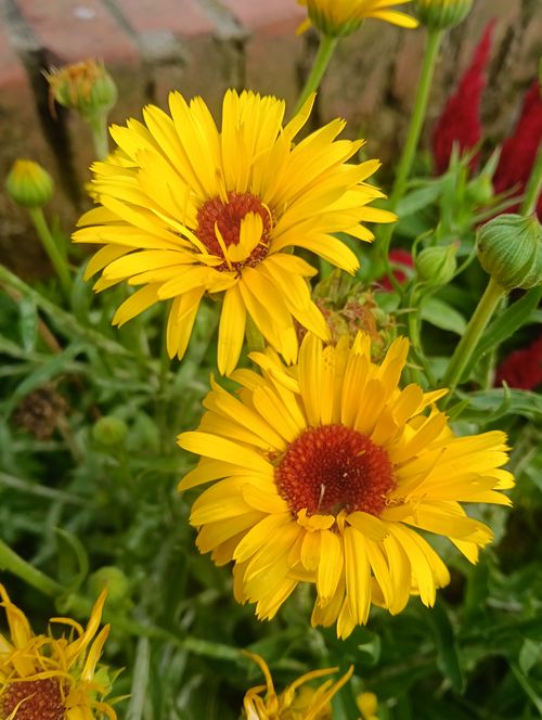 Free Bright yellow Calendula flowers bloom in an outdoor garden setting, showcasing nature's vivid beauty. Stock Photo