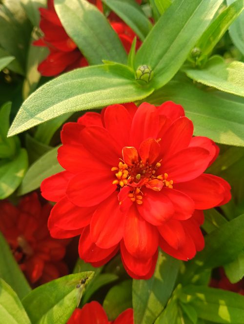 Free Close-up of a vibrant red zinnia flower basking in warm sunlight, surrounded by lush green leaves. Stock Photo