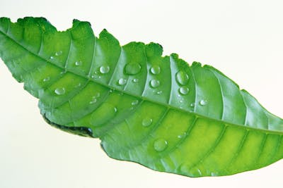 Laboratory Automation