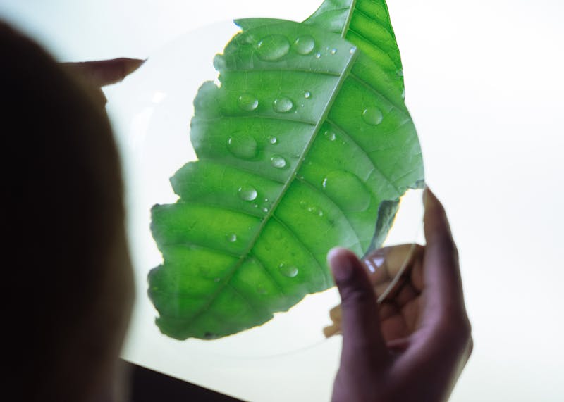 The Science of IPL: How Light Targets Hair Follicles